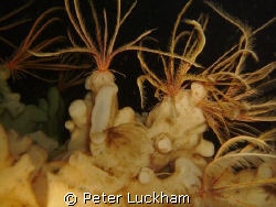 "Feathers on a cloud", feather stars resting on cloud spo... by Peter Luckham 